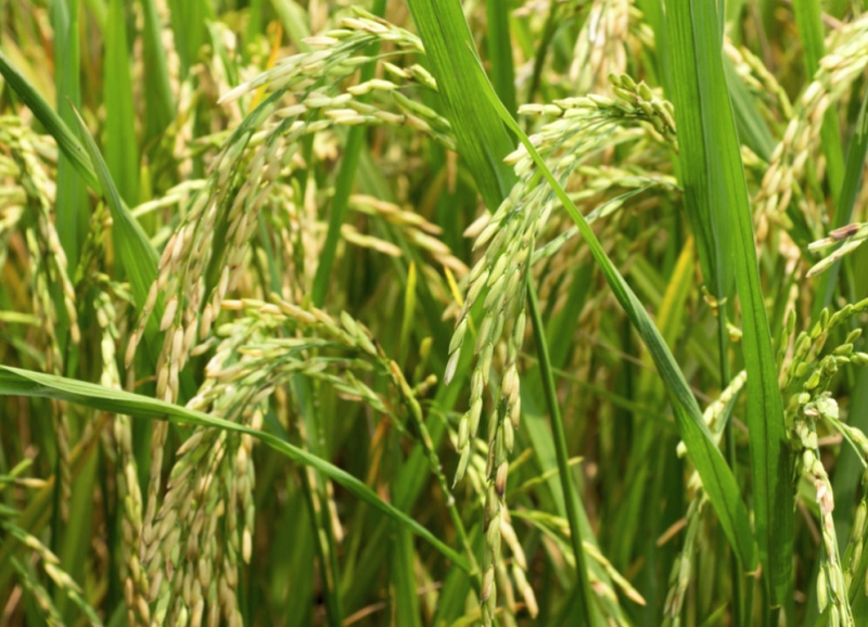 Cambodia exports $3bn worth of agri-products in first 10 months