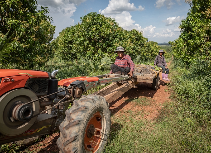 Cambodian mango farmers benefit from increased exports to China