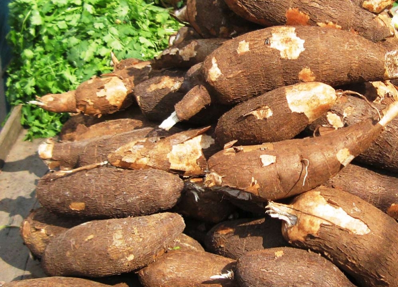 Cambodian cassava farmers partner with Chinese firm to boost exports