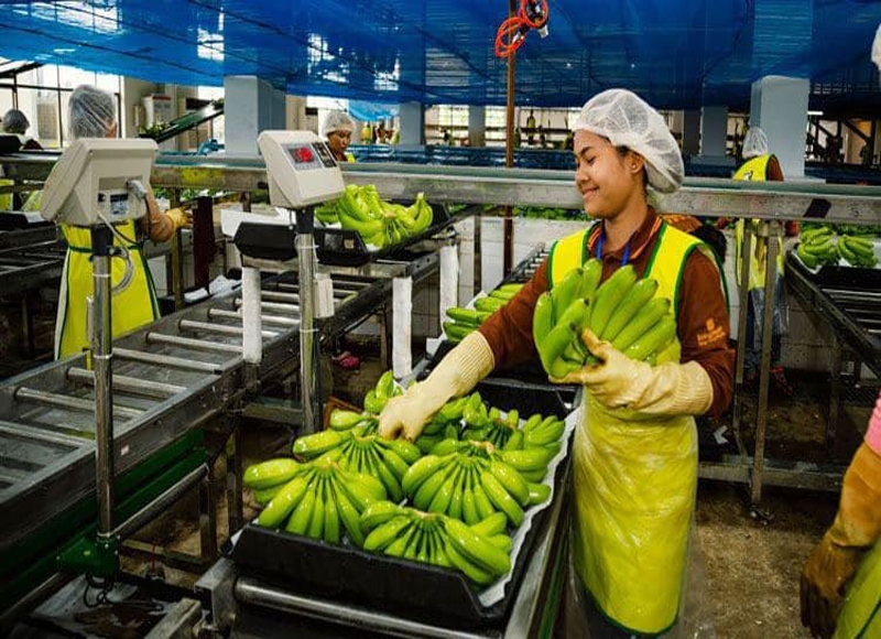 In Q1 2023, China purchased 89K tonnes of banana from Cambodia