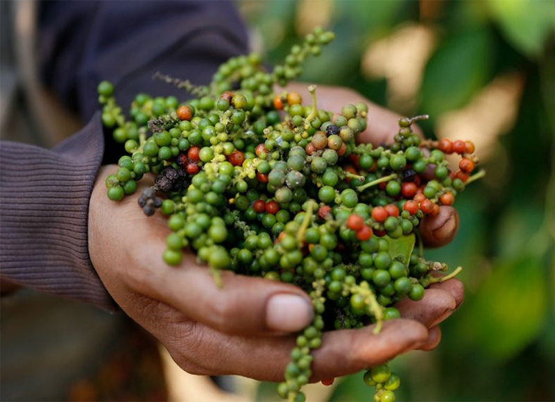 China approves direct exports of Cambodian pepper
