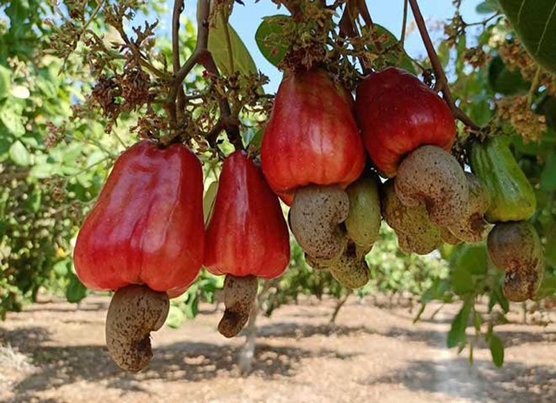 Industry for cashew nuts needs $300 million in working capital