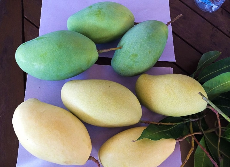 Fresh mango exports total more than 88,509 tons