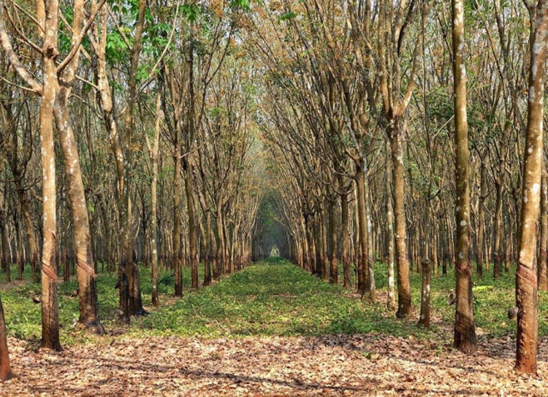 $228.5 million was made from Cambodian rubber exports