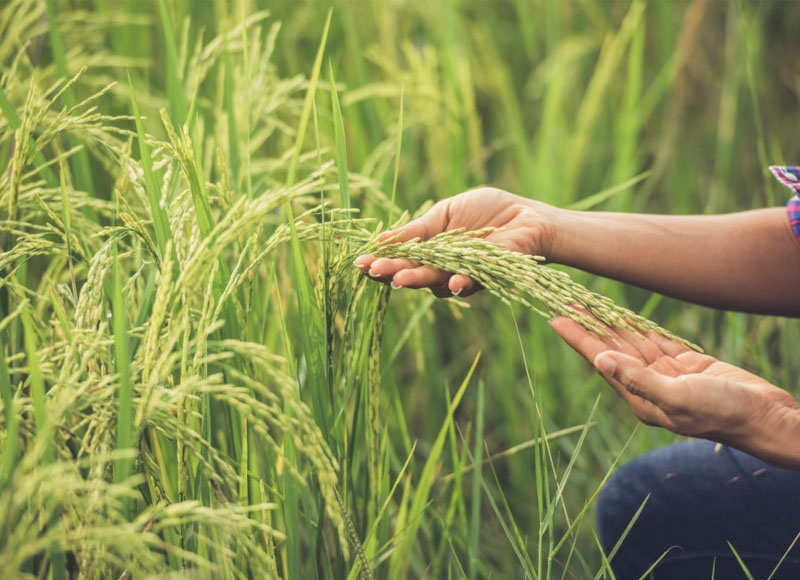 From January to November, Cambodia's agricultural exports bring in almost $4 billion