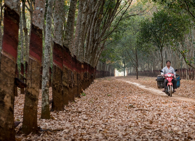 Cambodia's rubber exports surge
