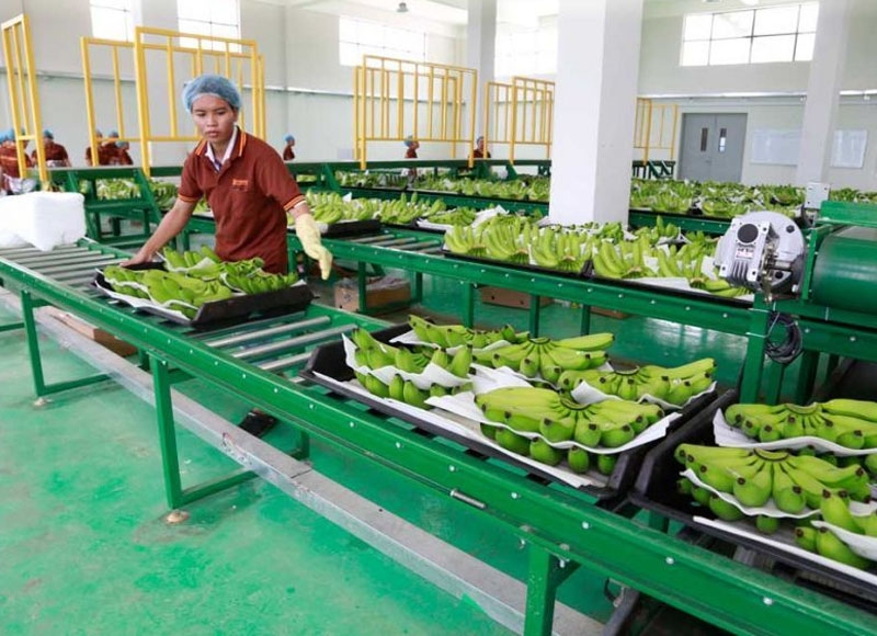 Cambodia's agricultural exports grow by 53% YoY over nine months of 2024