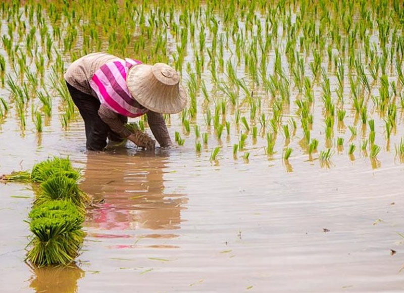 Cambodia generates $1.5 billion from rice export revenue