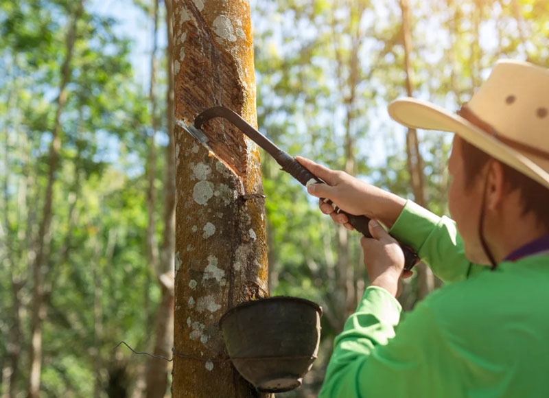 Cambodian rubber latex exports net $472 million from January to October
