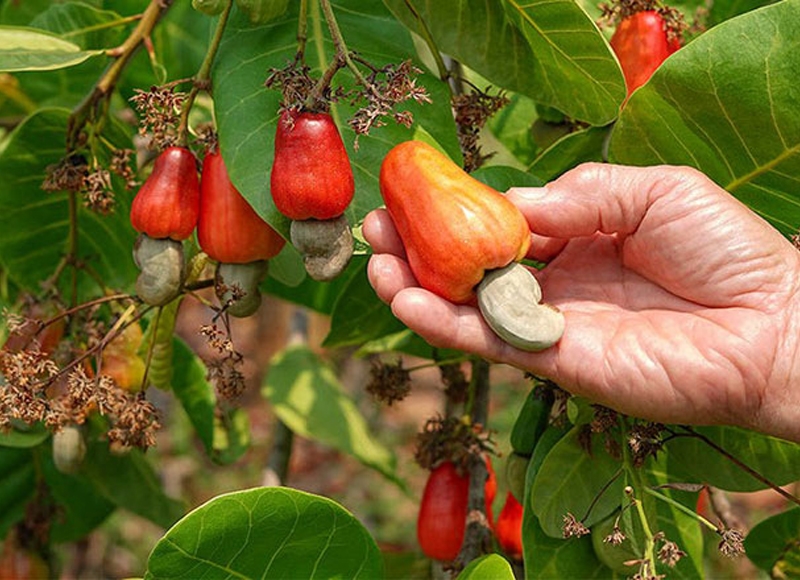 Cambodia at maximum efforts to establish itself as 'cashew king' by 2030