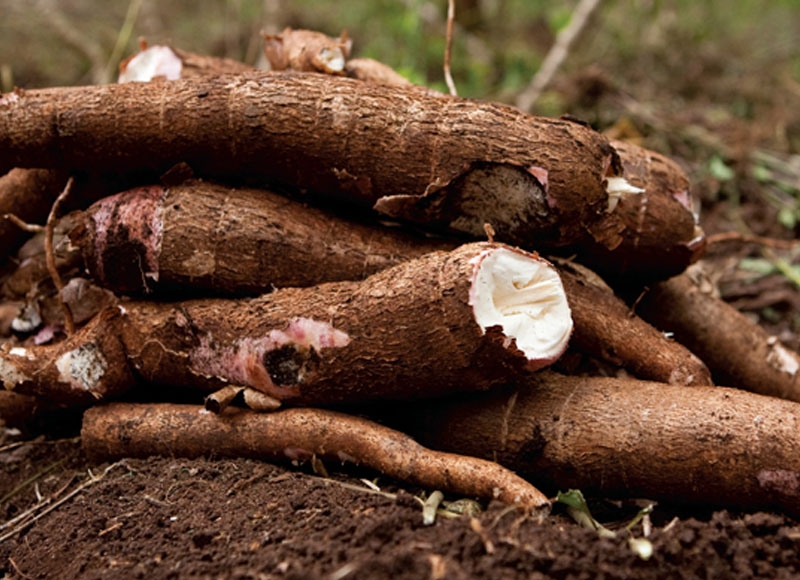 Cambodia, China ink deal for 500,000 tonnes of dried cassava exports