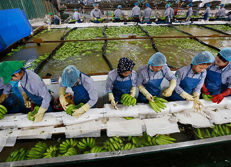 Agro-industrial investments worth $250M to benefit 12,000 workers in Northeast Cambodia